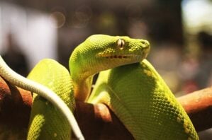 Close up green snake discovery centre