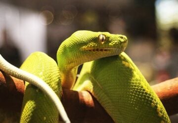 Close up green snake discovery centre