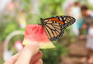 Gold Coast Butterflies