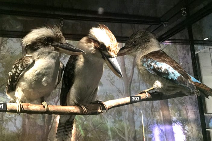 wild state gallery museum