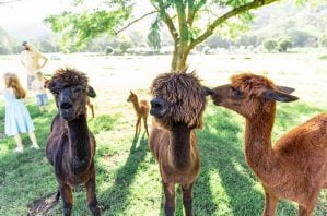 mountview alpaca farm