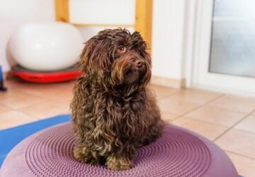 animal assisted therapy brisbane