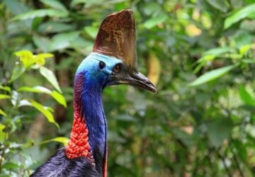 australian cassowary, australian animal, australian bird.
