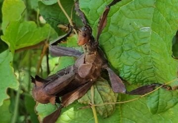A large stick insect on a leaf at Bribie Island Butterfly House.