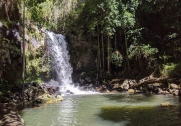 Waterfalls at Curtis Falls in Tamborine National Park