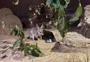 bilby at Gold coast.