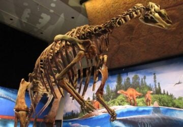 A large muttaburrasaurus skeleton at the Dinosaurs Unearthed exhibit at QLD Museum.