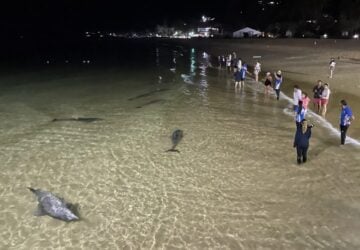Dolphin feeding at Tangalooma