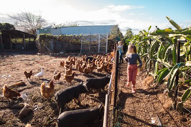 forest dragon fruit farm kids feeding pigs and chooks