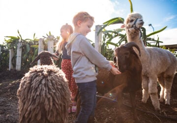 forest dragon fruit farm kids feeding sheep