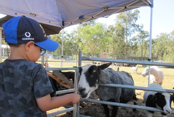 ipswich hobby farm goat feeding