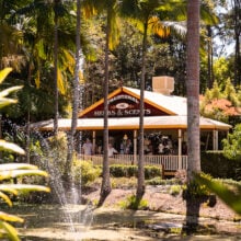 ginger factory gift shops and pond