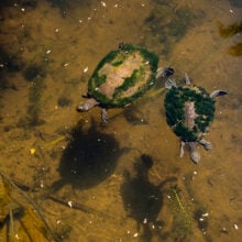 ginger factory turtles