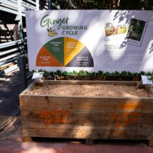 ginger factory growing ginger