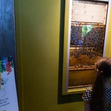 ginger factory bee show hives in windows