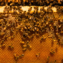 ginger factory bee show close up of bees