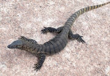 goanna facts for kids, in australia,