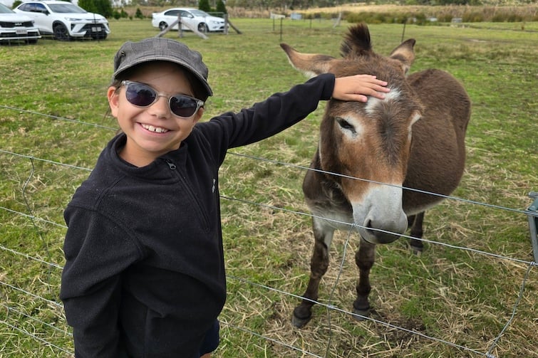 A young girl patting a donkey at Granite Belt Christmas Farm.