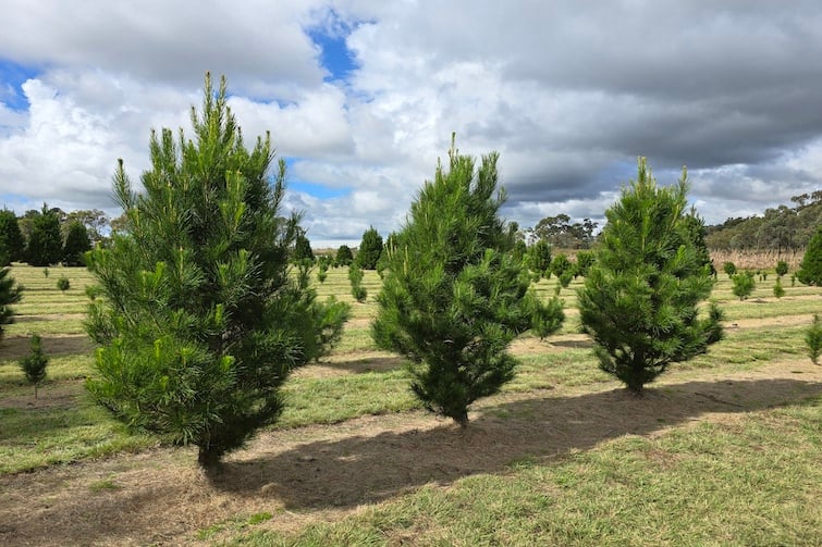Fresh Christmas trees in the paddock at Granite Belt Christmas Farm.