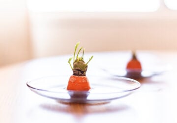 carrot top sprouting