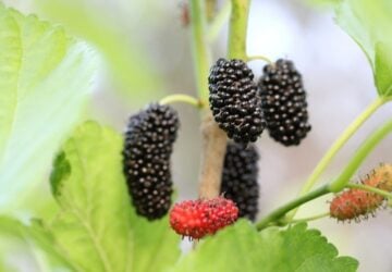 Mulberry Trees in Brisbane