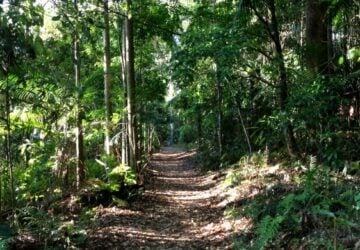 mt tamborine rainforest