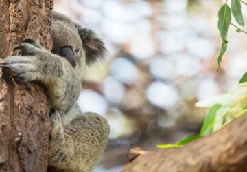 koala in the wild in brisbane.