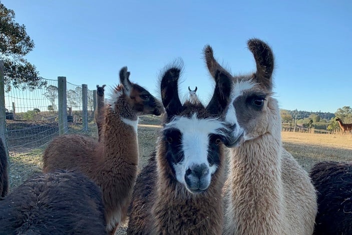 llama fun for kids brisbane