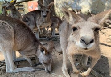 Close up of a kangaroo at Lone Pine Koala Sanctuary.