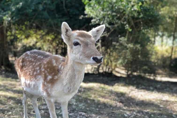 lyell deer sanctuary