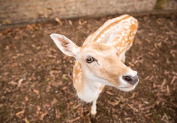 lyell deer sanctuary curious deer looking at the camera
