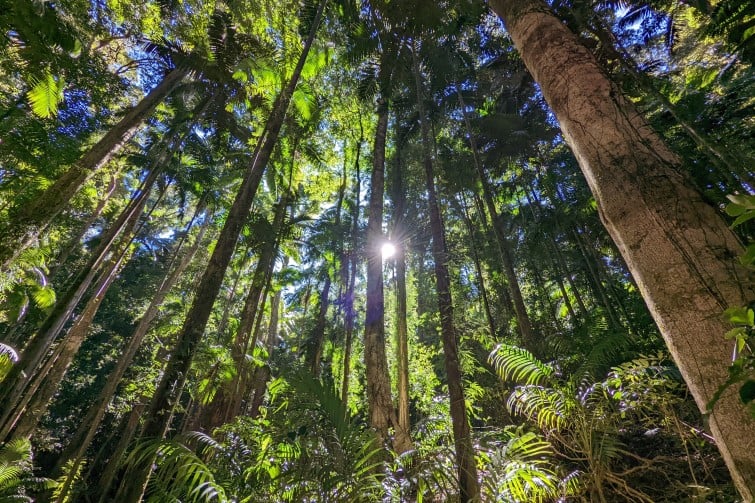 Rainforest Hikes for Families - Maiala Rainforest Circuit