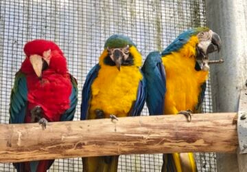 Three macaws on a branch at Maleny Bird World.