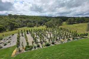 The hedge maze at The Mathema Gallery.
