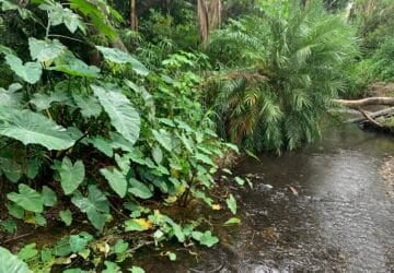Where you can swim at Moggill Creek, Brisbane Queensland Australia.
