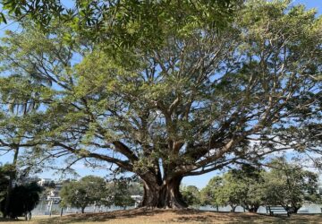 Large tree near river at New Farm Park.