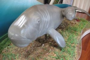 Osprey House dugong