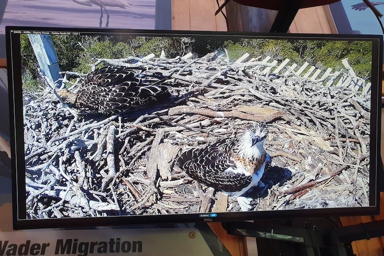 Nest cam inside at Osprey House.