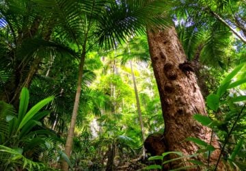 Rainforest trees in Purling Brook Falls Circuit, Springbrook National Park