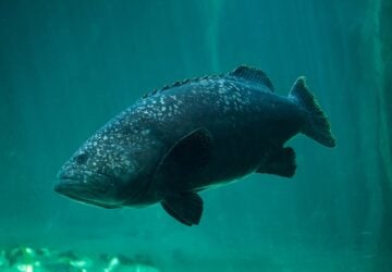 queensland grouper facts for kids