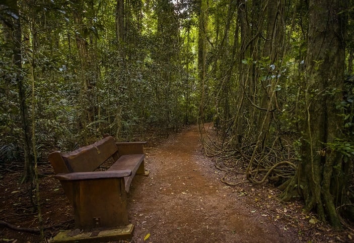 mary cairncross rainforest