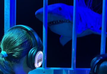 Erths Shark Dive, cage, Brisbane Festival