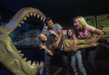 sealife sunshine coast.