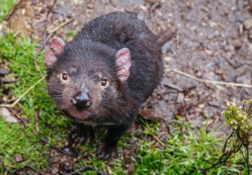 Tasmanian devil looking at camera.