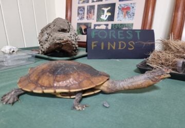 Forest finds table display with turtle at The Hut Environmental Centre in Chapel Hill.