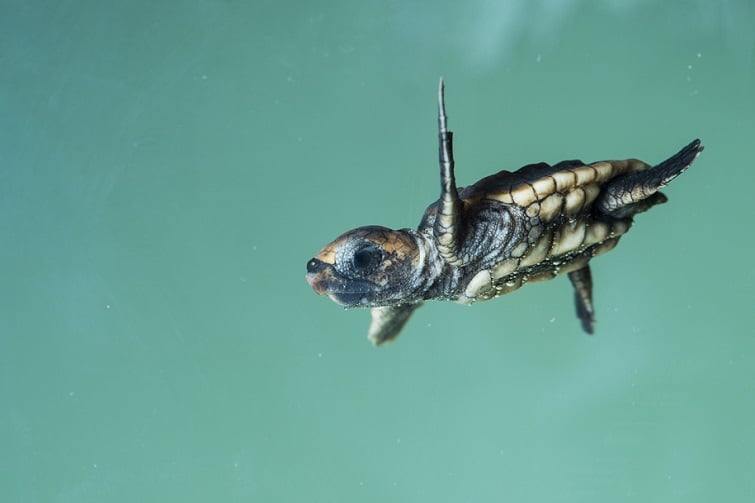 The World Science Festival 2022 Turtle Hatchery event image of a baby turtle swimming in the water.
