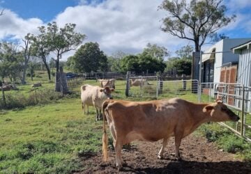 Several cows in a paddock at Tommerup's Dairy Farm.