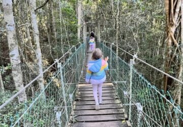Tree Top Walk - Kid's on the bridge