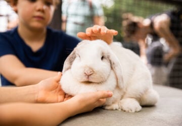 Kids patting a rabbit at Trevena Glen Farm