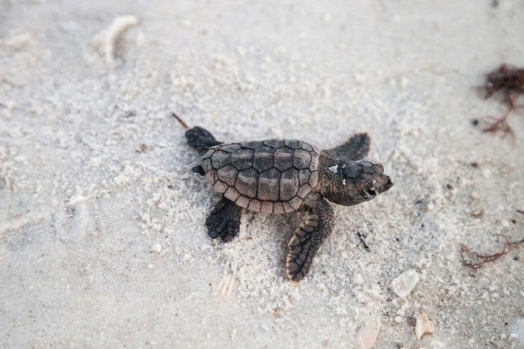 Little turtle hatchling on sand.